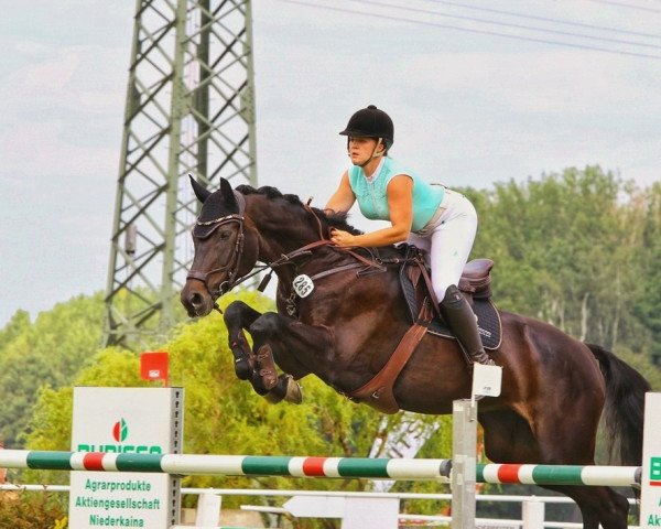jumper Isolame' (German Sport Horse, 2008, from Accusé)