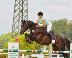 jumper Isolame' (German Sport Horse, 2008, from Accusé)