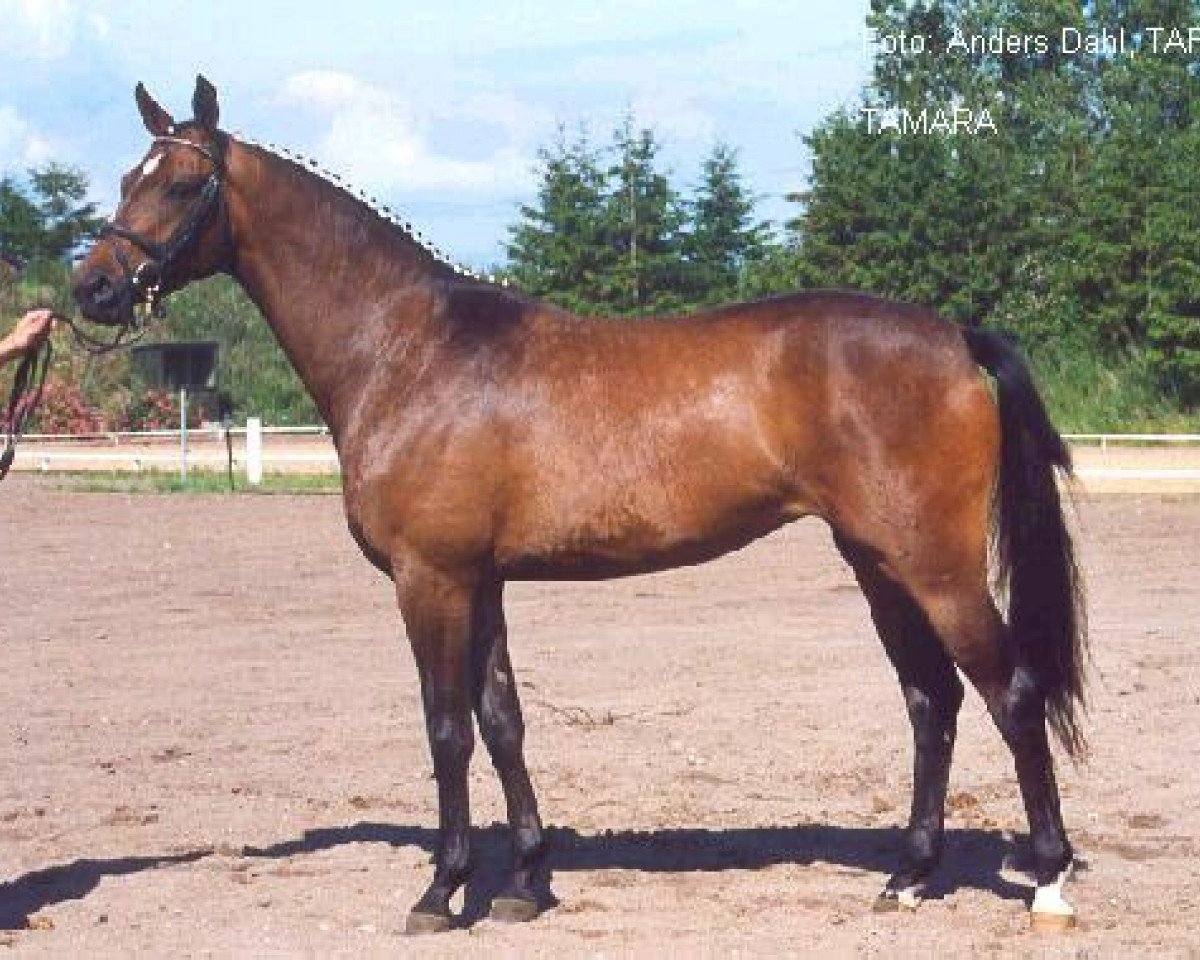 Zuchtstute Tamara XXI (Trakehner, 1997, von Schwadroneur)