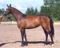 broodmare Tamara XXI (Trakehner, 1997, from Schwadroneur)