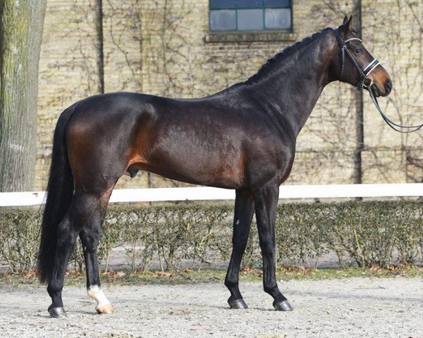 stallion Eckhardt (Oldenburg, 2016, from Escolar)