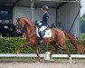 stallion Eye Catcher (KWPN (Royal Dutch Sporthorse), 2009, from Vivaldi)