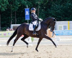 dressage horse Dark Diamond HM 2 (Westphalian, 2015, from Dante Weltino Old)