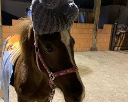 horse Najelly (German Riding Pony, 2019)