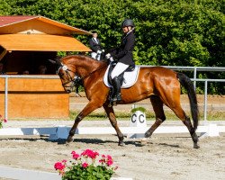 dressage horse Kalisto (Trakehner, 2005, from Alaskatraum)