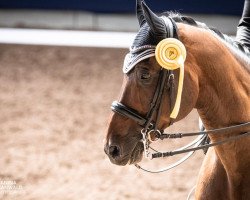 dressage horse Wizard 57 (Württemberger, 2005, from Wolkenstern)