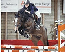 broodmare Zachelle S (KWPN (Royal Dutch Sporthorse), 2004, from Silverstone)