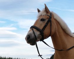 dressage horse Westwind (Haflinger, 1999, from Wirbelwind)