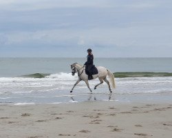 dressage horse Djamy Royal Smf (German Riding Pony, 2015, from Dimension AT NRW)