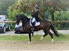 dressage horse Moccachino (Westphalian, 2004, from Medici)