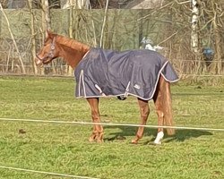 broodmare Darina (Hanoverian, 2002, from Davignon I)