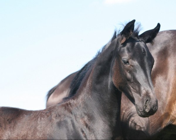 dressage horse Frau Holle (Westphalian, 2019, from For Romance I)