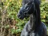 stallion Bob Marley 10 (Hanoverian, 2013, from Bon Bravour)