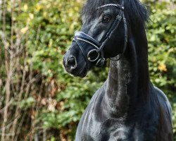 dressage horse Bob Marley 10 (Hannoveraner, 2013, from Bon Bravour)