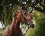 dressage horse Jilia (Rhinelander, 2008, from Glock's Johnson Tn)