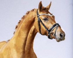 stallion Dirigent (German Riding Pony, 2012, from Dimension AT NRW)