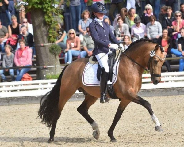 stallion Tackmann's Candyman (German Riding Pony, 2011, from FS Champion de Luxe)