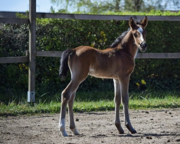 dressage horse Duke of Night (German Riding Pony, 2021, from D-Gold AT NRW)