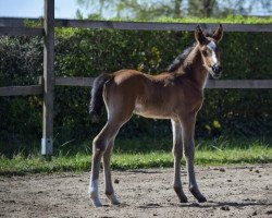 Dressurpferd Duke of Night (Deutsches Reitpony, 2021, von D-Gold AT NRW)