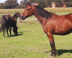 broodmare Da Maya (German Riding Pony, 2017, from D-Day AT)