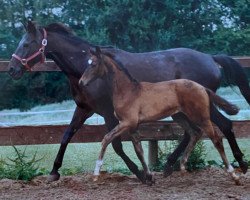 broodmare Schwarzach (Trakehner, 1979, from Herzbube)