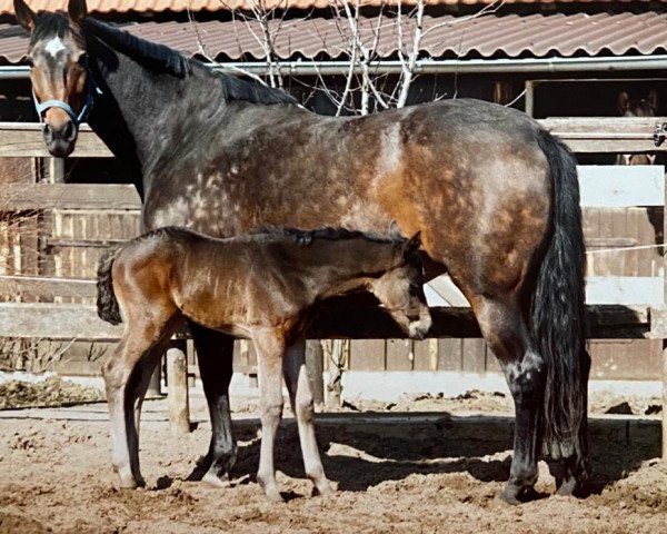 Zuchtstute Harmonia IV (Trakehner, 1986, von Sir Shostakovich xx)