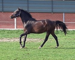 Springpferd Con Amigo (Oldenburger Springpferd, 2017, von Conthargos)