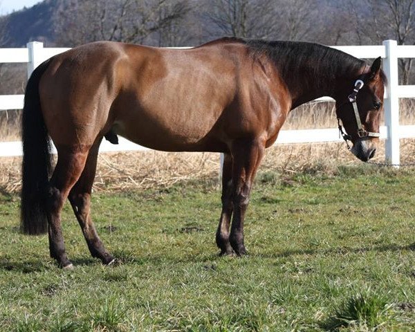 Pferd Peppino (Quarter Horse, 2015)