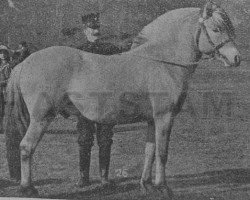 stallion Rapp N.671 (Fjord Horse, 1914, from Håkon N.302)