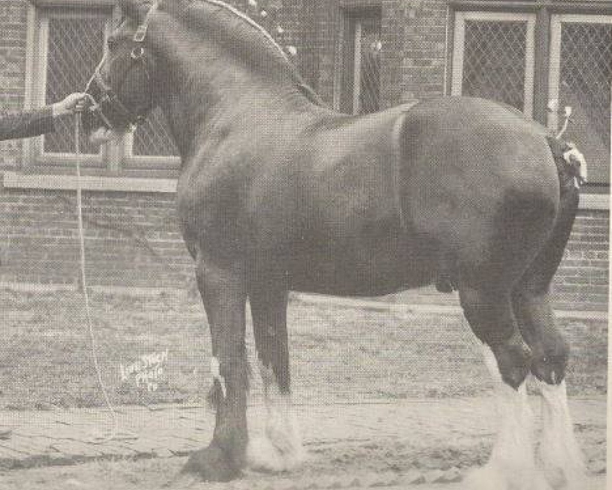 stallion Lochinvar (Clydesdale,  , from Coronation)