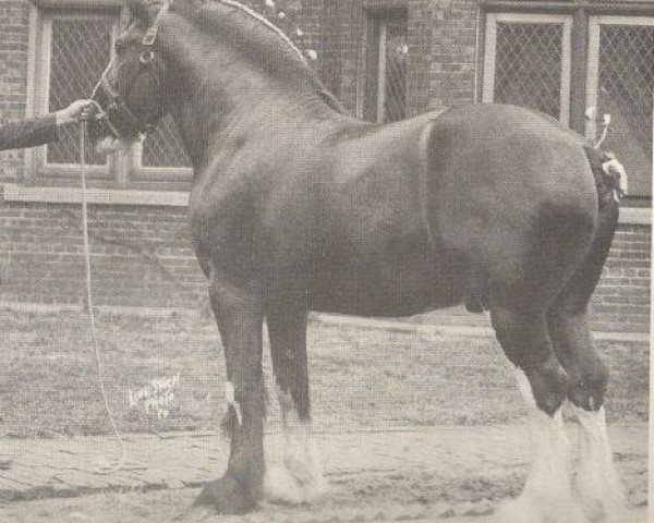 stallion Lochinvar (Clydesdale,  , from Coronation)