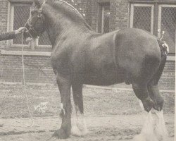 Deckhengst Lochinvar (Clydesdale,  , von Coronation)