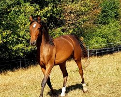 Springpferd Cornet's Flying Hope (Deutsches Sportpferd, 2018, von Cornado NRW)