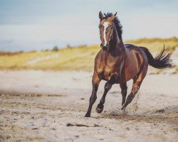 jumper Ce-Sagramento (German Sport Horse, 2011, from Ce Matin)