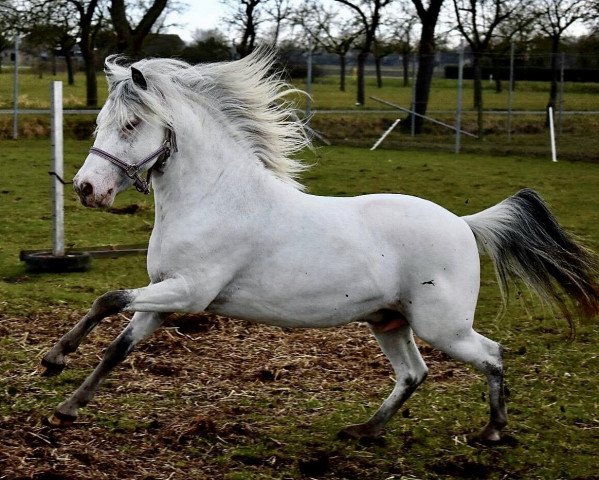 stallion Mick-J. van Stal‘t Hofke (Nederlands Appaloosa Pony, 2015)