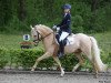 Dressurpferd Goldbär 9 (Deutsches Reitpony, 2014, von Golden Challenge)