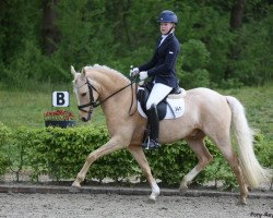 dressage horse Goldbär 9 (Deutsches Reitpony, 2014, from Golden Challenge)