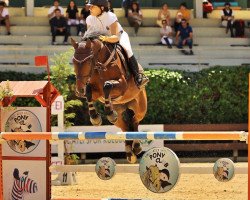 jumper Chimay Dice (KWPN (Royal Dutch Sporthorse), 2007, from Verdi III)