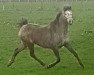 Zuchtstute Zircona-N (Nederlands Appaloosa Pony, 2005)