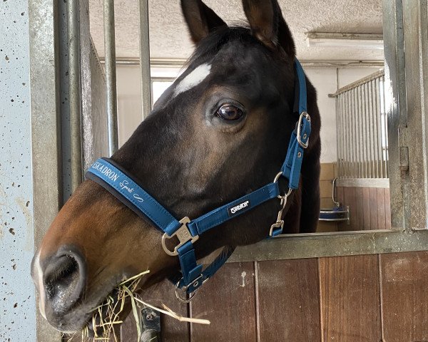 dressage horse Rampur L (Rhinelander, 2002, from Rilke)