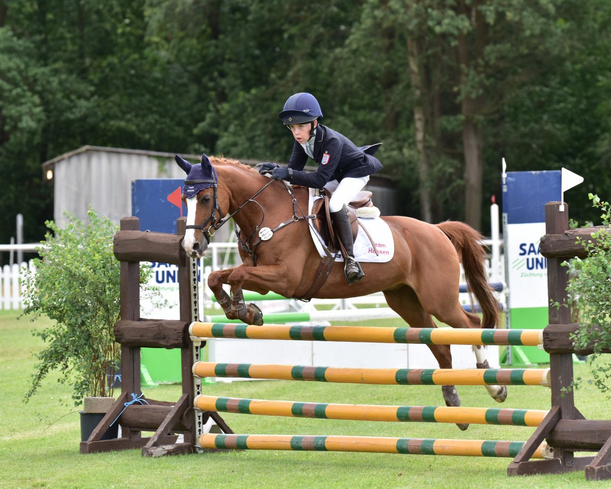 jumper Mephisto 368 (German Riding Pony, 2005, from Mentos)