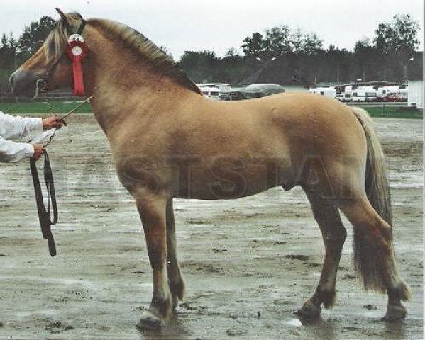 horse Trojh 186 SWE (Fjord Horse, 1992, from Trossen)