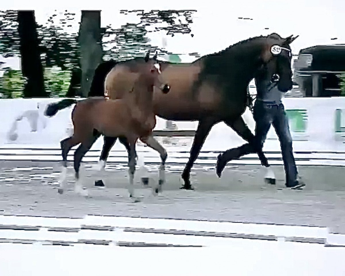 Springpferd Chacgranus (Oldenburger Springpferd, 2019, von Chacgrano)