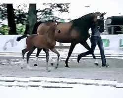 jumper Chacgranus (Oldenburg show jumper, 2019, from Chacgrano)