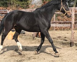 broodmare Gina (Hanoverian, 2002, from Grosso Z)