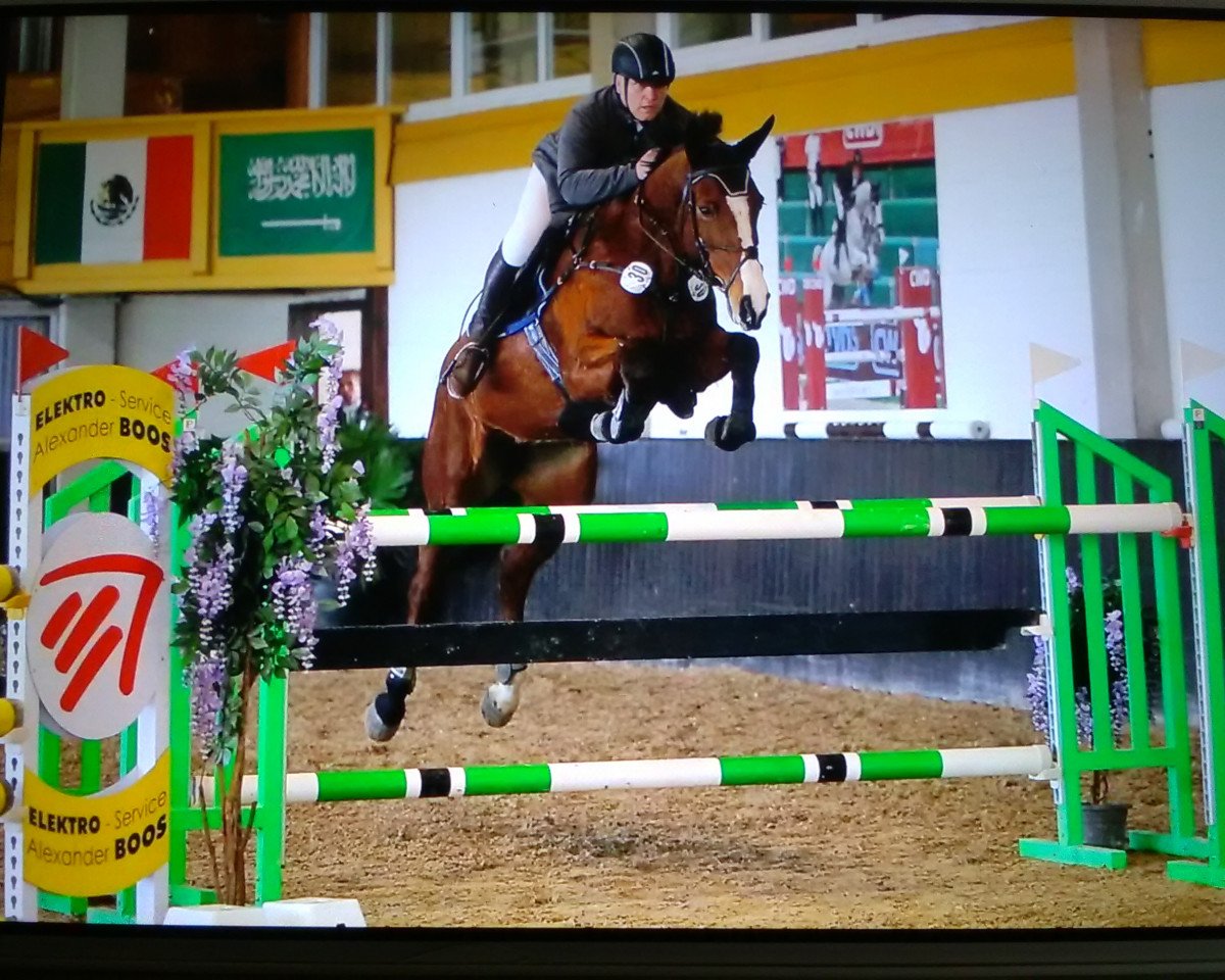 jumper C-Conabis HC Z (Zangersheide riding horse, 2012, from Canabis Z)