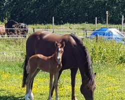 Pferd Kymara ( Niederländische Reitpferde und Ponys mit arabischem Blut, 2019, von Kanshebber)