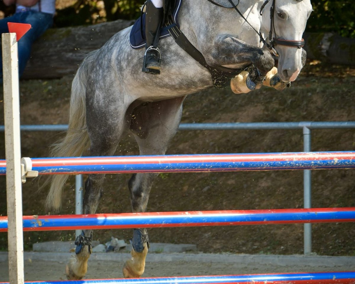 Springpferd Berlin 14 (KWPN (Niederländisches Warmblut), 2013, von Cosun)
