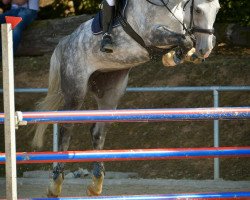 jumper Berlin 14 (KWPN (Royal Dutch Sporthorse), 2013, from Cosun)