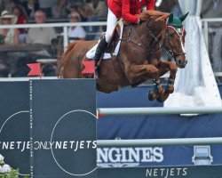 broodmare Couleur van Berkenbroek (Zangersheide riding horse, 2006, from Couleur Rubin)